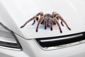 Autocollant pour voiture